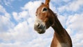 A funny donkey looks into the camera close-up from above Royalty Free Stock Photo