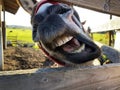 A funny donkey making a face through a fence