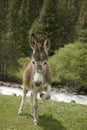 Funny donkey near river in Tien Shan Royalty Free Stock Photo