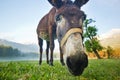 Funny donkey nose closeup