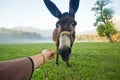 Funny donkey nose closeup