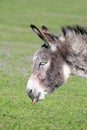 Funny donkey puts out a tongue