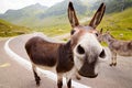 Funny donkey on road Royalty Free Stock Photo