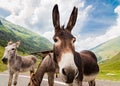 Funny donkey on road Royalty Free Stock Photo