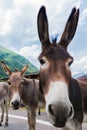 Funny donkey on road Royalty Free Stock Photo
