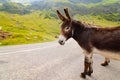 Funny donkey on road Royalty Free Stock Photo