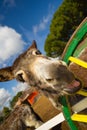 Funny donkey saying whats up to me