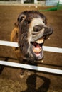 Funny donkey showing its mouth requesting carrots Royalty Free Stock Photo