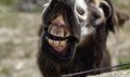 Funny donkey  teeth Royalty Free Stock Photo