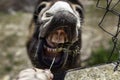 Funny donkey teeth