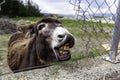 Funny donkey  teeth Royalty Free Stock Photo