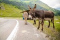 Funny donkey on Transfagarasan Road Royalty Free Stock Photo