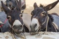 Funny donkeys on the farm, the island of Cyprus Royalty Free Stock Photo