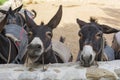 Funny donkeys on the farm, the island of Cyprus Royalty Free Stock Photo