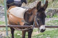 Funny donkeys on the farm, the island of Cyprus Royalty Free Stock Photo