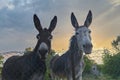 Funny donkeys pose for camera through fence of paddock against backdrop of sunset.