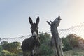 Funny donkeys pose for camera through fence of paddock against backdrop of sunset.