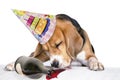 Funny drunk dog drinking wine from a bottle Royalty Free Stock Photo