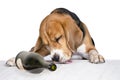 Funny drunk dog drinking wine from a bottle Royalty Free Stock Photo