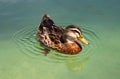 Funny duck