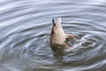 Funny duck dives for food