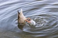 Funny duck dives upside down