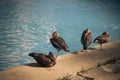 Funny duck group on a pool