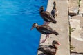 Funny duck group on pool on summer