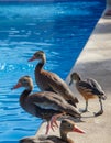 Funny duck group on a pool