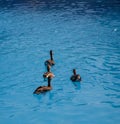 Funny duck group on a pool