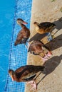 Funny duck group on a pool