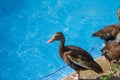 Funny duck group on pool