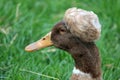 Funny duck