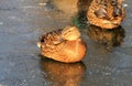 Funny duck sittiing on ice in frozen lake. Royalty Free Stock Photo