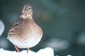 Funny duck in whinter snow Royalty Free Stock Photo