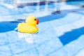 Funny duck. Yellow rubber toy for kids swim in blue water of summer pool. Trendy summer concept