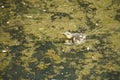 Funny duckling. First time swimming in the water of a pond. Royalty Free Stock Photo