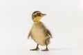 Funny duckling of a wild duck on a white background