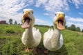 Funny ducks portrait