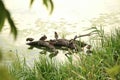 Funny ducks sitting on the log located on the river Royalty Free Stock Photo