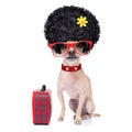 Funny dumb vacation dog Royalty Free Stock Photo