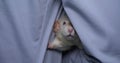 A funny Dumbo rat peeks out from behind the hand of a veterinarian in a blue uniform. The rat has a cute and funny