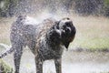 Dog shaking off water after a bath or swim