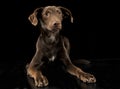 Funny ears mixed breed brown dog in black studio background Royalty Free Stock Photo