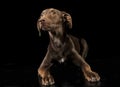 Funny ears mixed breed brown dog in a black studio background Royalty Free Stock Photo