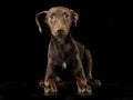 Funny ears mixed breed brown dog lying in black studio background Royalty Free Stock Photo