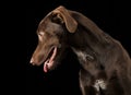 Funny ears mixed breed brown dog portrait in black studio backg Royalty Free Stock Photo