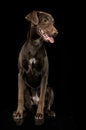 Funny ears mixed breed brown dog sitting in a black studio backgro Royalty Free Stock Photo