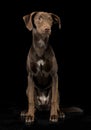 Funny ears mixed breed brown dog sitting in a black studio backgro Royalty Free Stock Photo