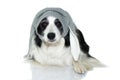 EASTER BORDER COLLIE DOG WITH BUNNY EARS, LYING DOWN. ISOLATED A